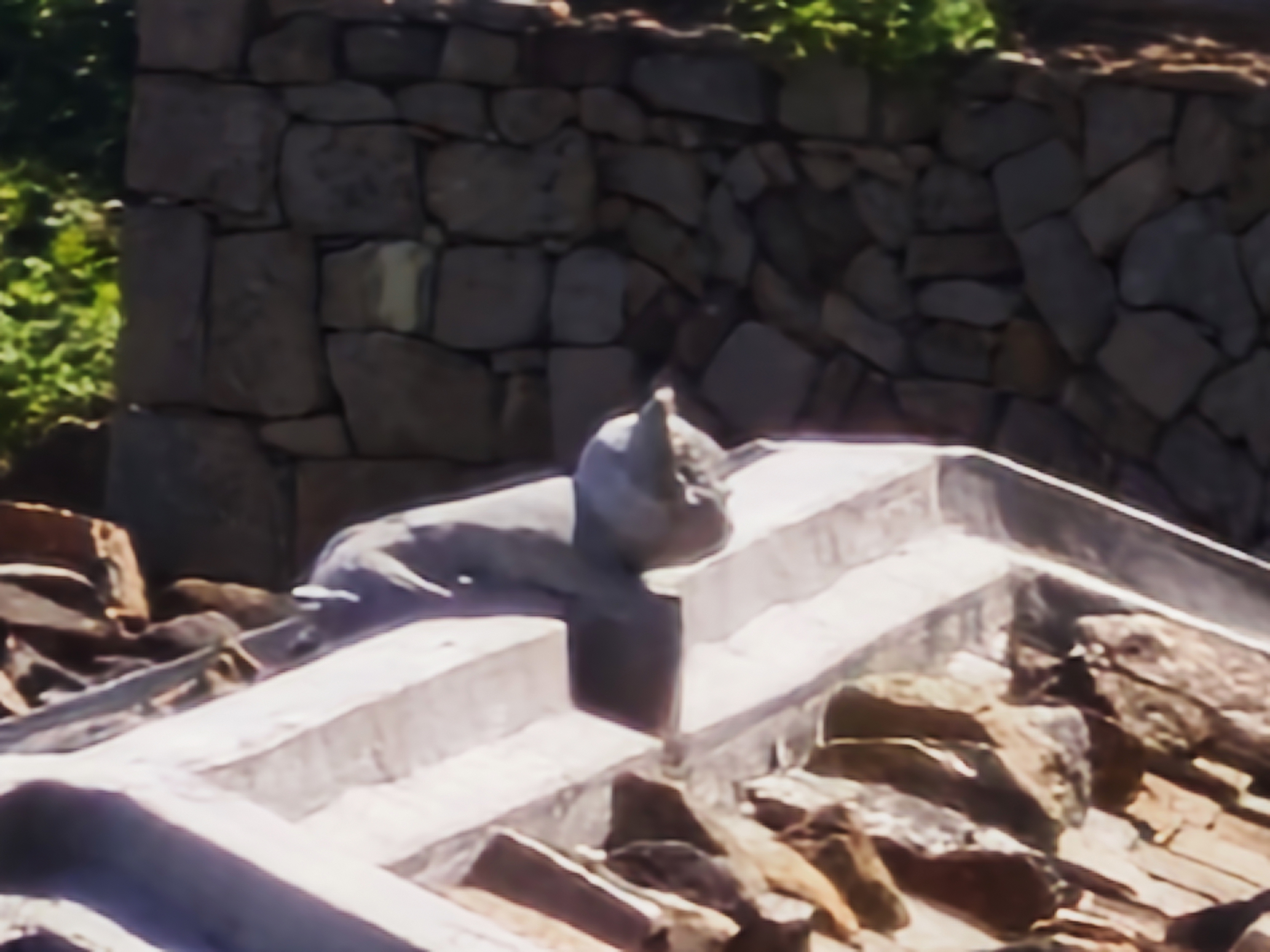 屋頂石獅